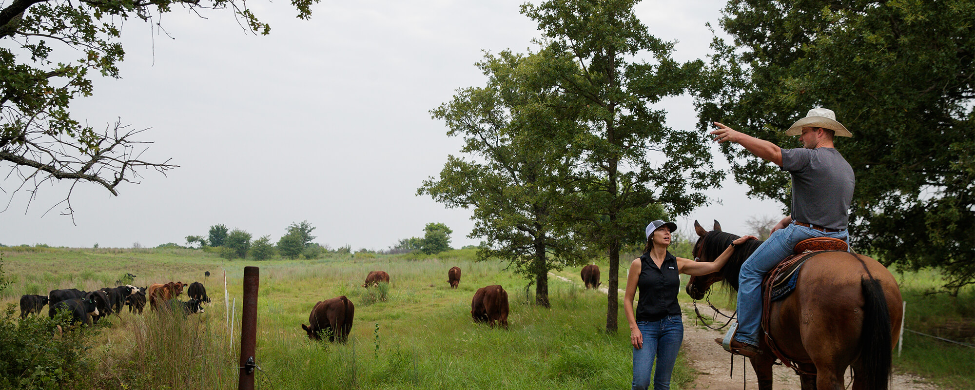 Ranch team talking in the field. Clark Roberts, on horseback, speaks with Caitlin Hebb