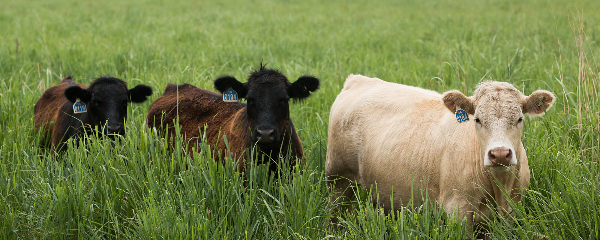 Two Cows standing in tall-grass pasture