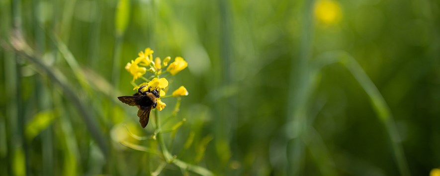 Bee resting on flower in pasture