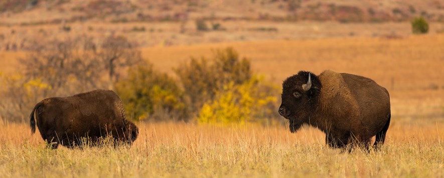 Bison grazing dormant-season native rangeland