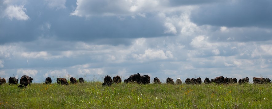 Cattle grazing in a pasture on the horizon.
