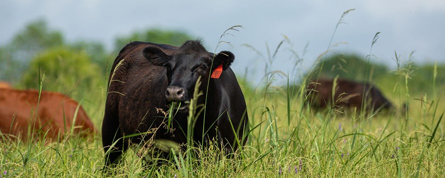 Cattle grazing tall forage in pasture