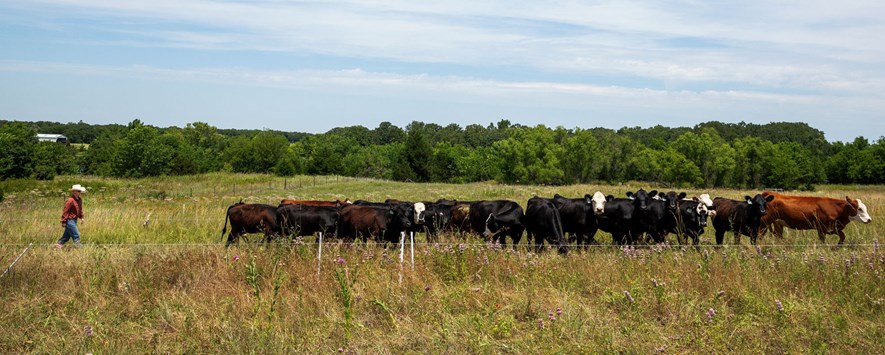 Cattle high-stock density grazing in a polywire fenced paddock