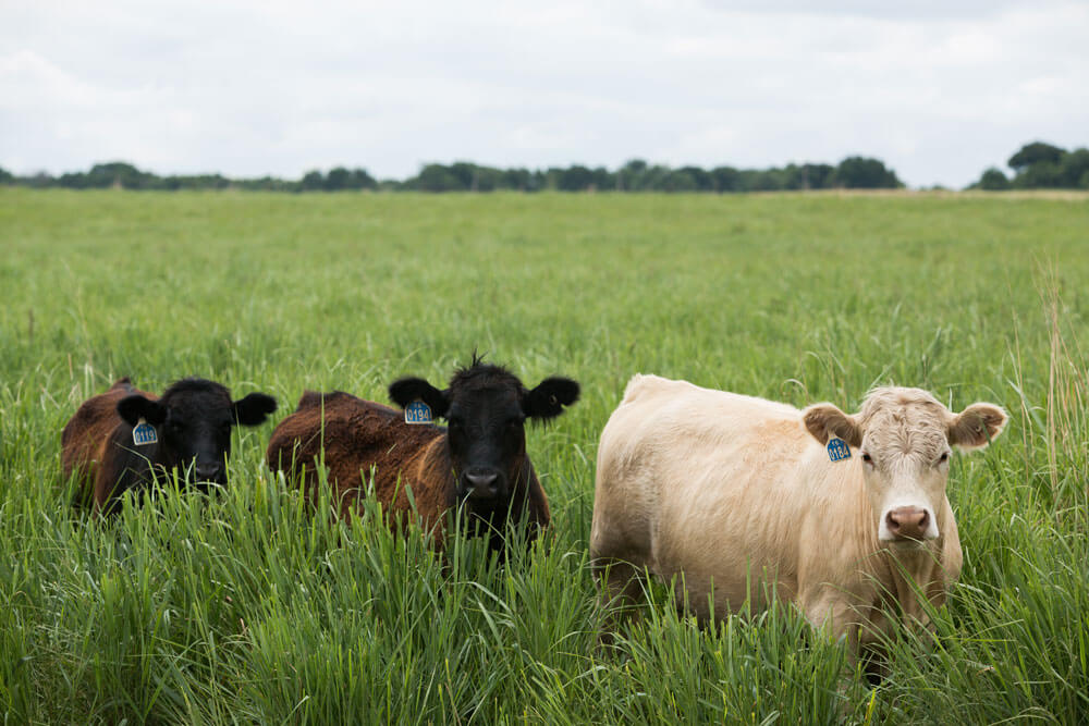 Cattle grazing in a tall-grass pasture.