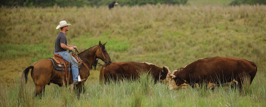 Clark Robert moving bulls at Coffey Ranch