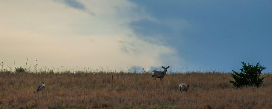 Deer grazing on a hilltop under a cloudy evening sky.