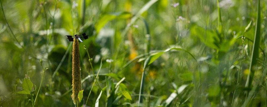 A Dragonfly rests in a pasture of tall regenerative plants.