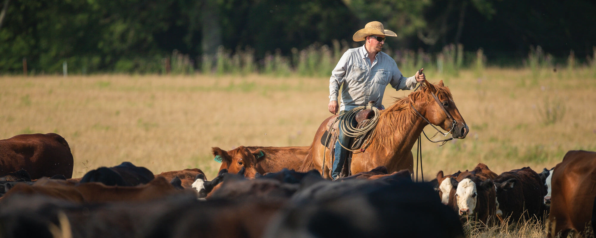General ranch manager Joe Pokay moves cows, calves and bulls to a fresh grazing area in the north pasture on Noble’s Coffey Ranch. 