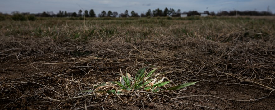 Single green plant in a drought ravaged pasture