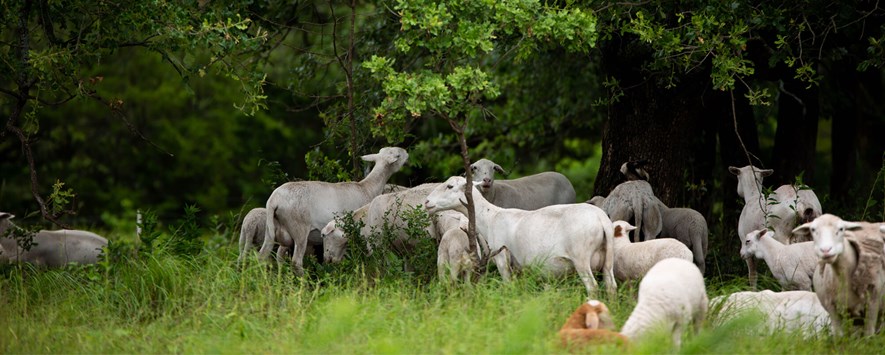 Sheep grazing near a forest area