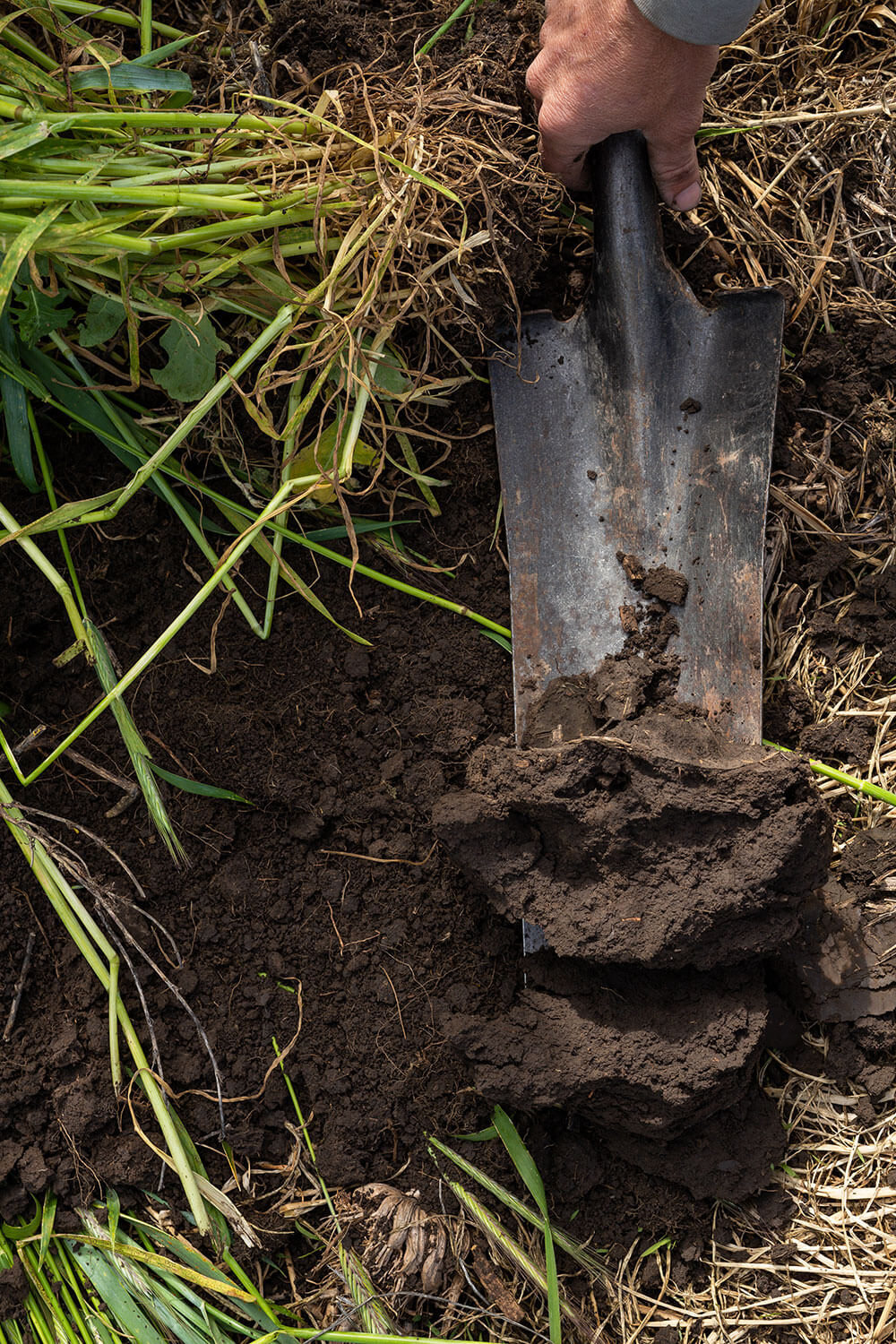 Shovel digs into the soil