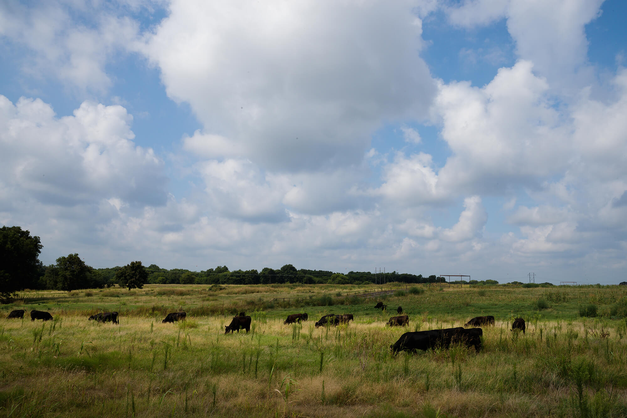 Cattle grazing cover crops in pasture under a cloudy sky