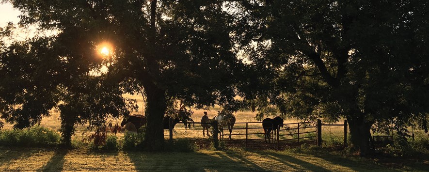 Sunset shines through tree on ranchers and horses in pasture at fenceline.
